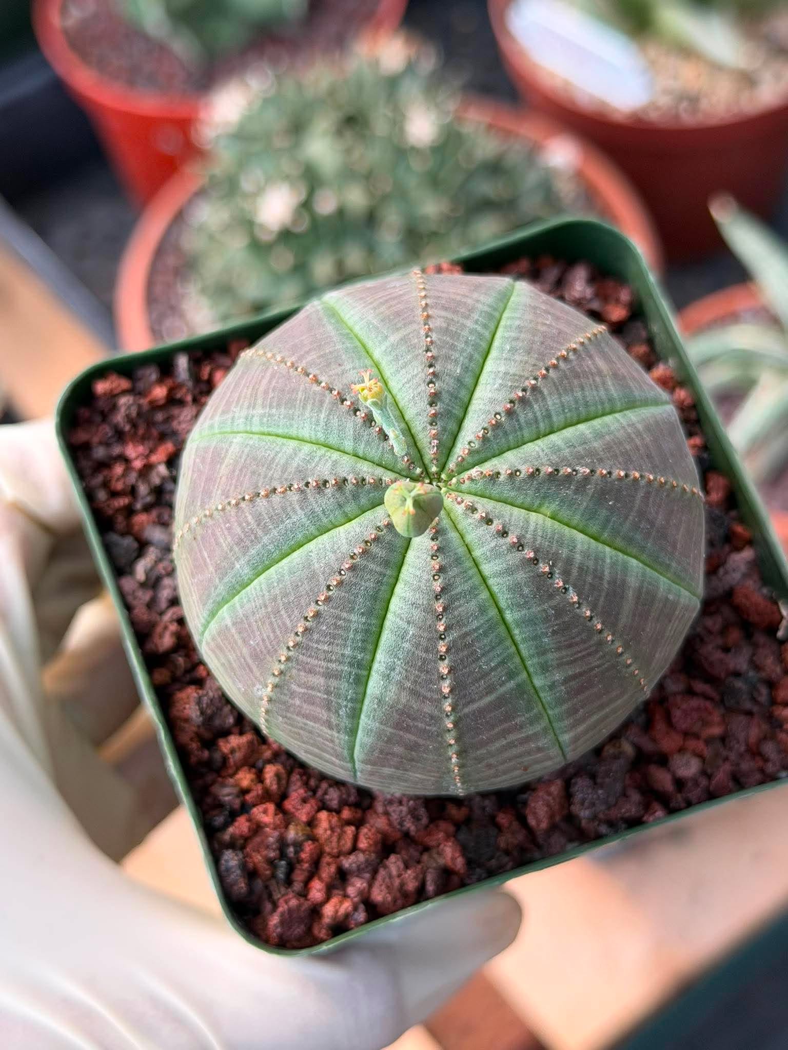Euphorbia Obesa #286 | Rare Succulent | Baseball Plant