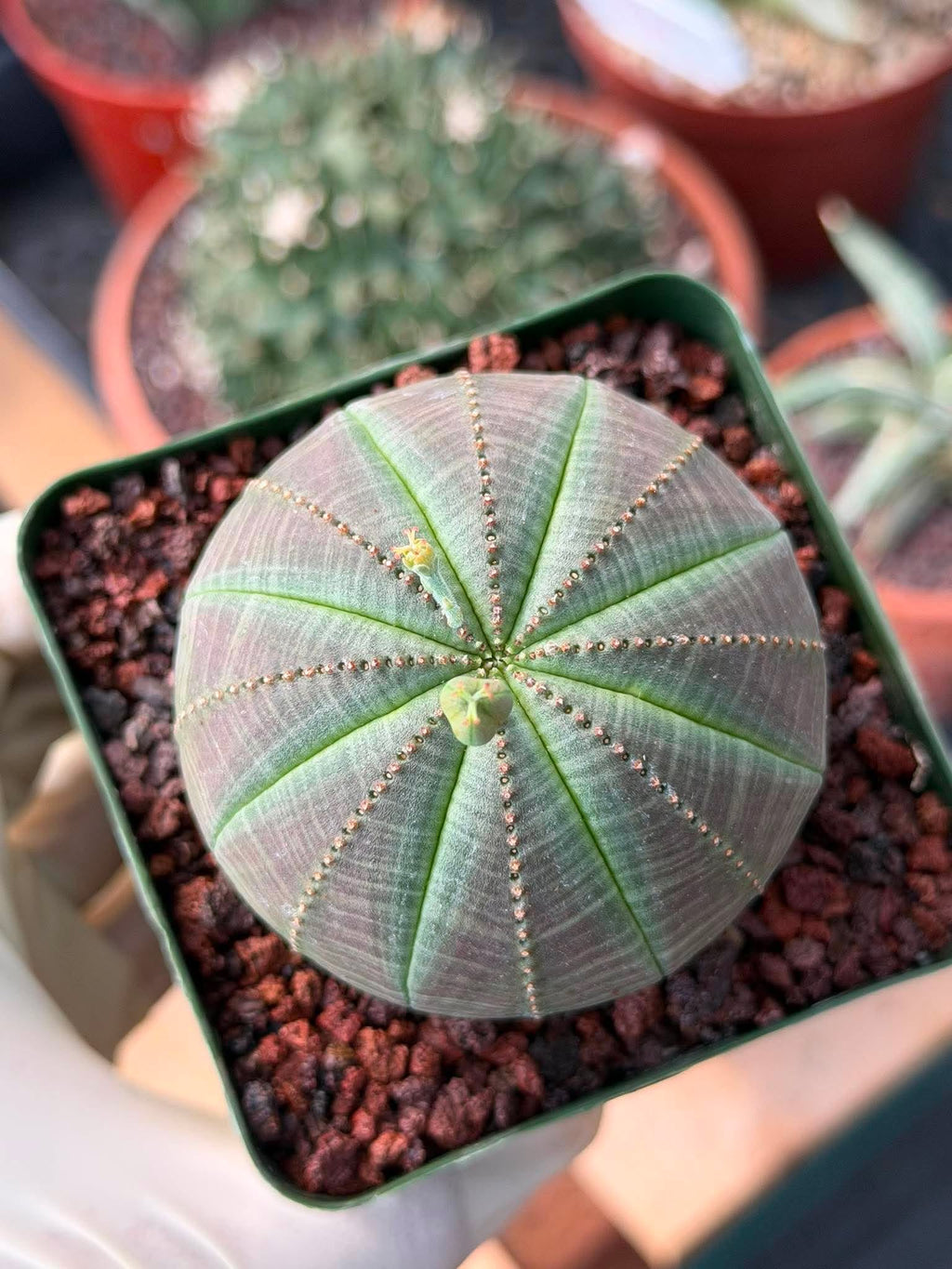 Euphorbia Obesa #286 | Rare Succulent | Baseball Plant