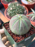 Euphorbia Obesa #286 | Rare Succulent | Baseball Plant
