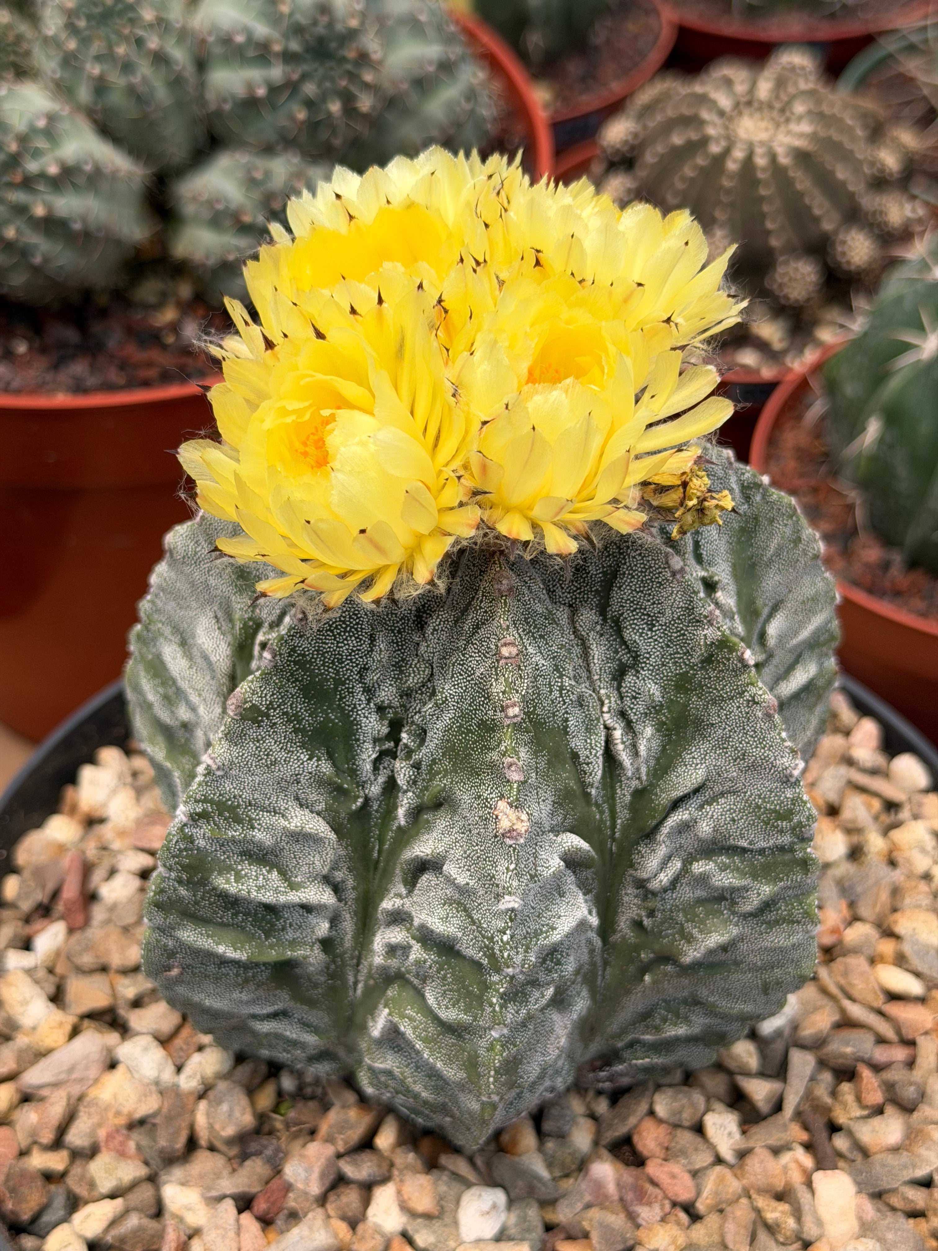Astrophytum Fukuyu #31 | Rare Collector Cactus | Unique Succulent Plant