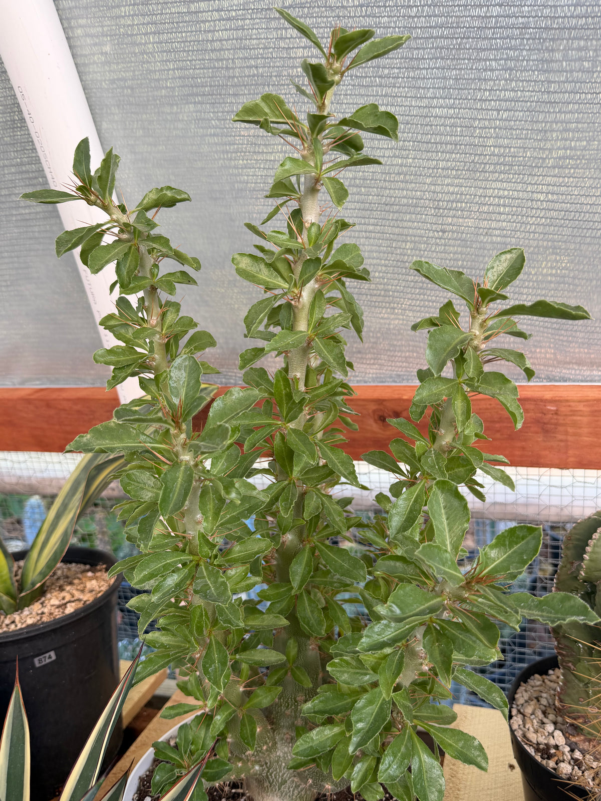 Pachypodium saundersii | Rare Caudiciform Succulent | Premium Collector Plant with Sculptural Caudex
