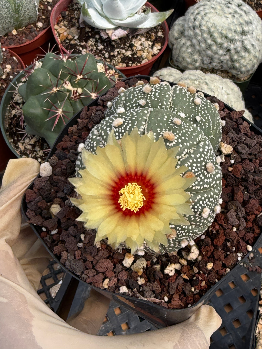 Astrophytum Asterias #458 — Rare Star Cactus | 4” Pot, 3” Width Live Succulent Plant