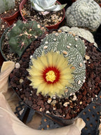 Astrophytum Asterias #458 — Rare Star Cactus | 4” Pot, 3” Width Live Succulent Plant