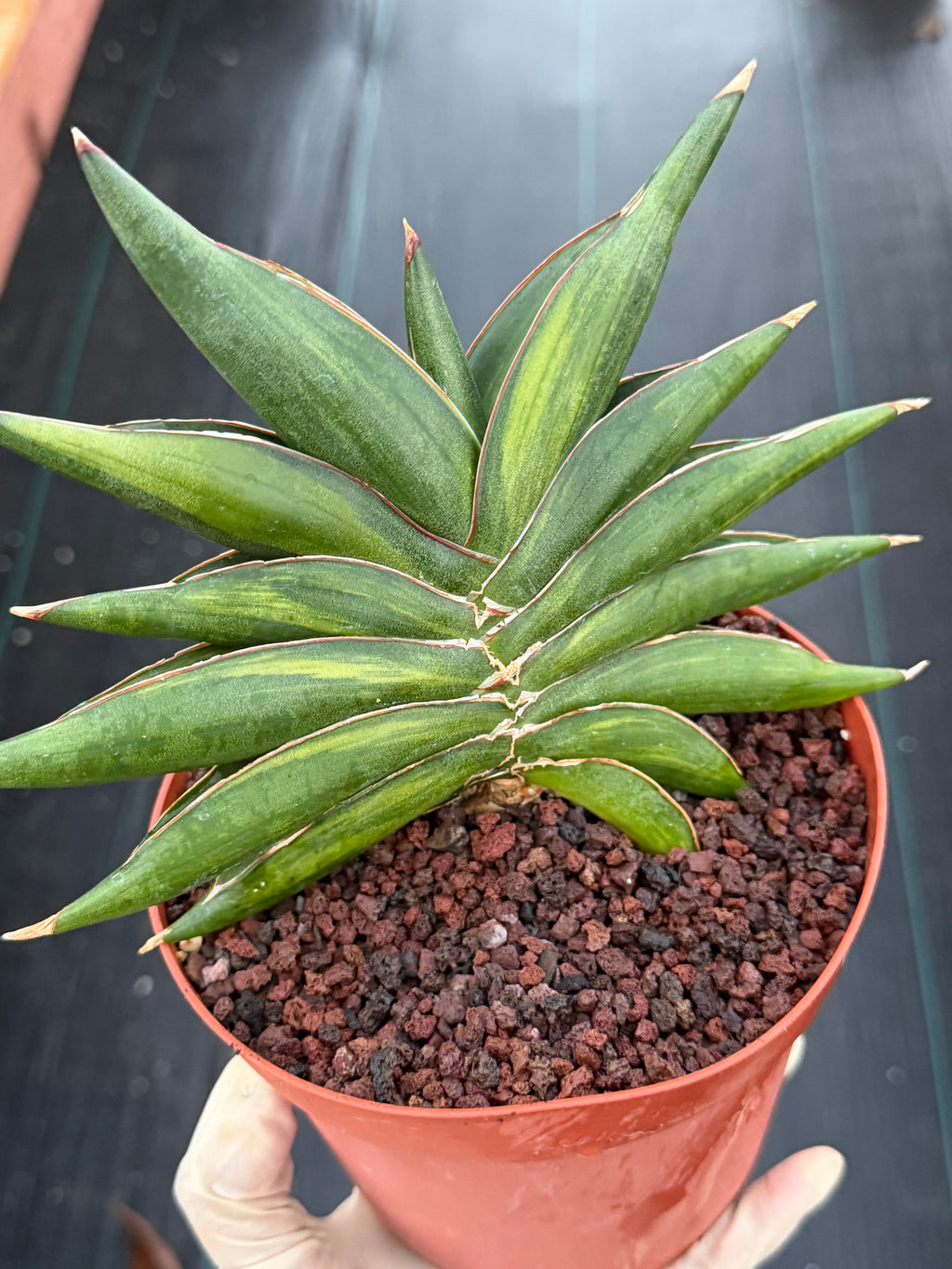 Variegated Sansevia Sawaddee | Easy Care House Plant | Live Plant #206