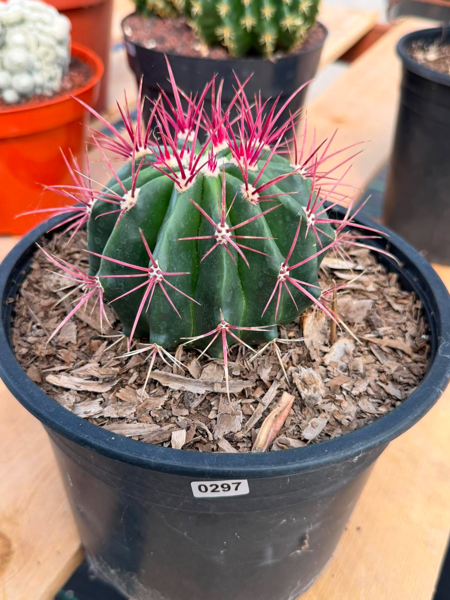 Rare Ferocactus Gracilis | Live Specimen Cactus | #297 Unique Succulent