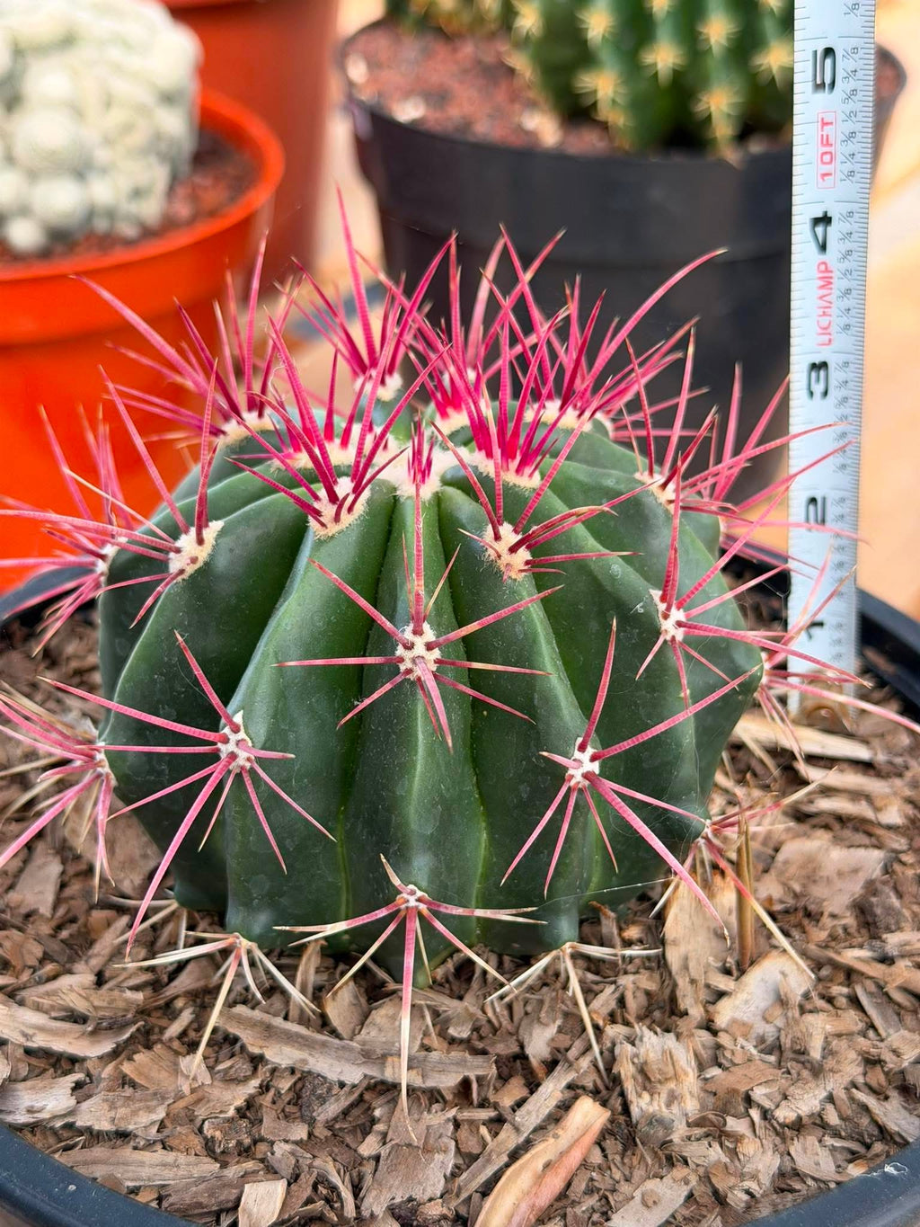 Rare Ferocactus Gracilis | Live Specimen Cactus | #297 Unique Succulent