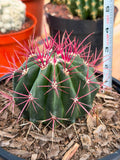 Rare Ferocactus Gracilis | Live Specimen Cactus | #297 Unique Succulent