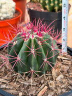 Rare Ferocactus Gracilis | Live Specimen Cactus | #297 Unique Succulent