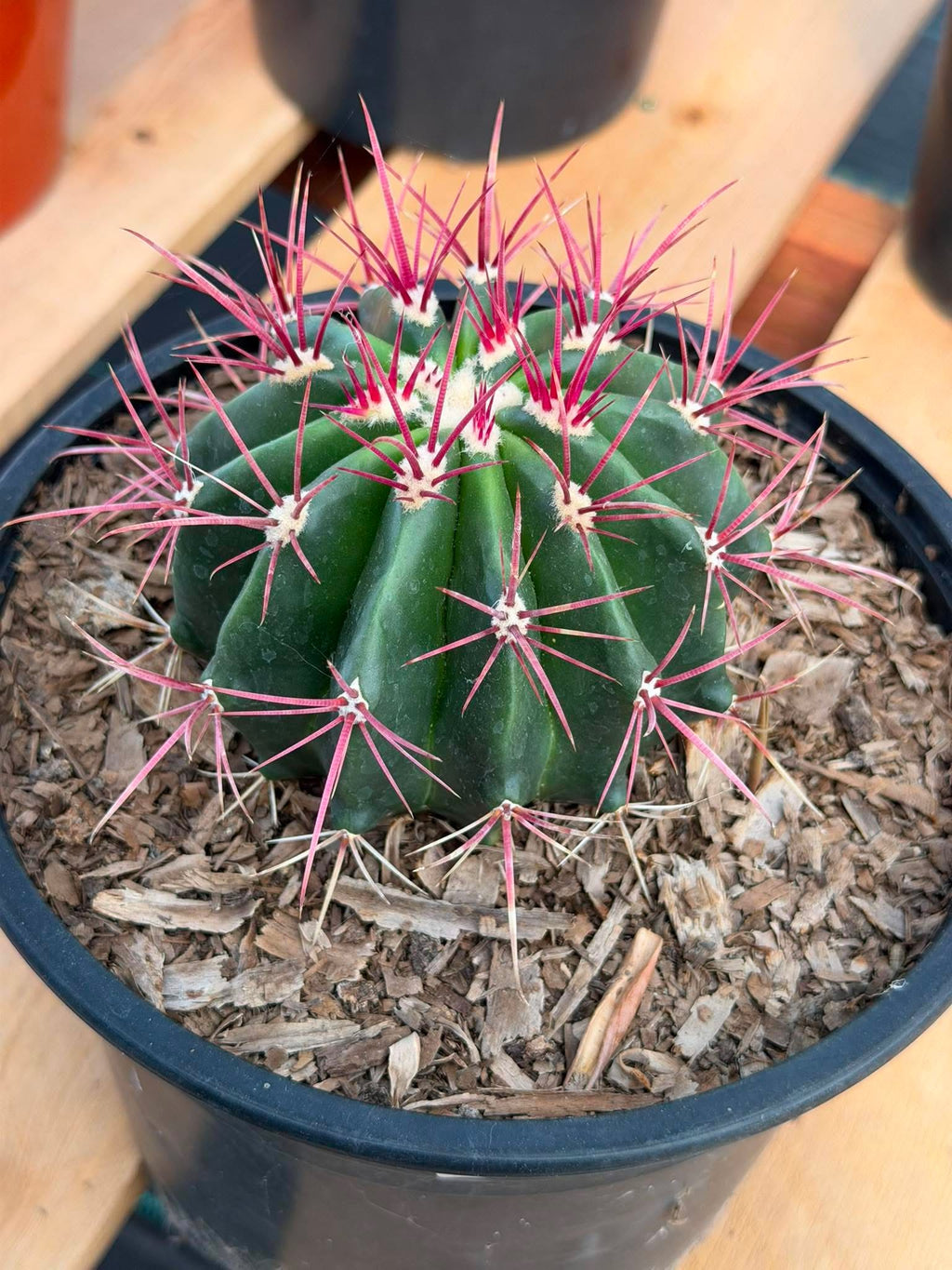 Rare Ferocactus Gracilis | Live Specimen Cactus | #297 Unique Succulent