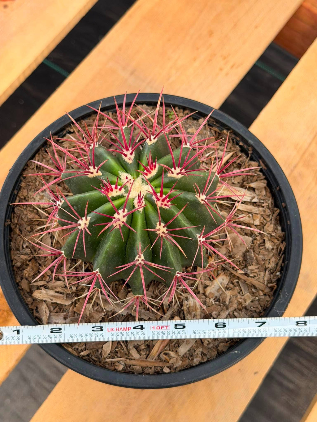 Rare Ferocactus Gracilis | Live Specimen Cactus | #297 Unique Succulent