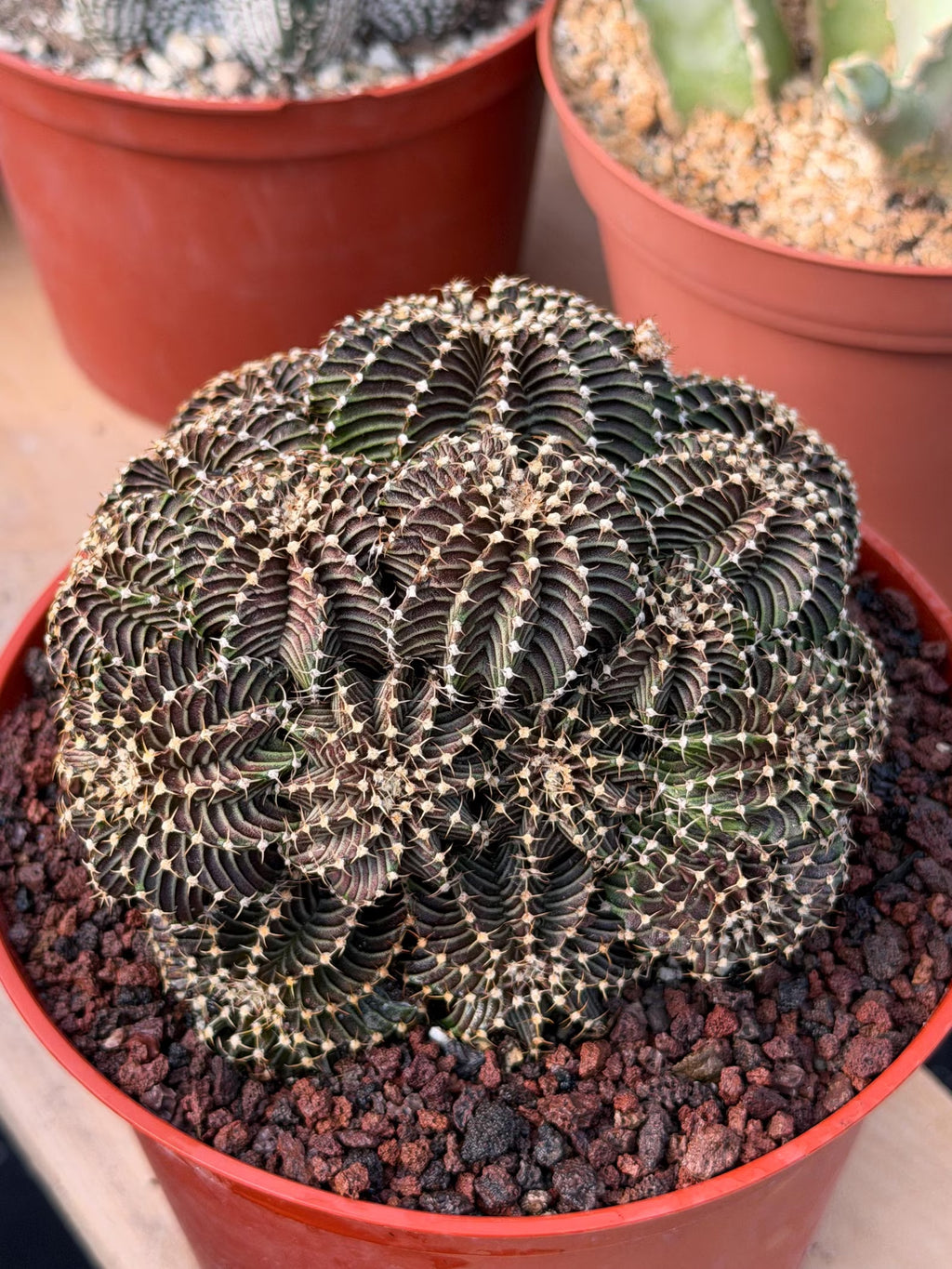 6” Gymnocalycium R9001 Cluster | Live Cactus | Live Plant #1042
