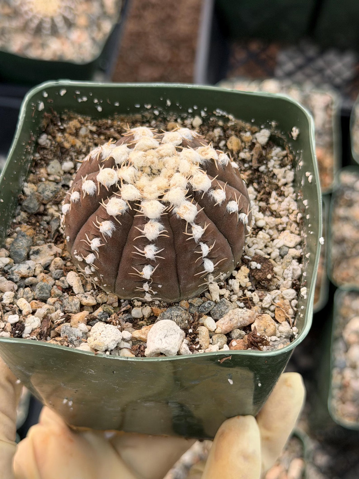3.5” Gymnocalycium Ragonesei Seed Grown | White Ribs Form | Live Cactus | Live Plant
