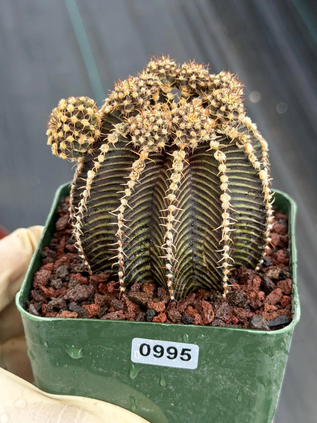 3.25” Gymnocalycium R9001 w/pups Tall Form #995 | Live Cactus | Live Plant