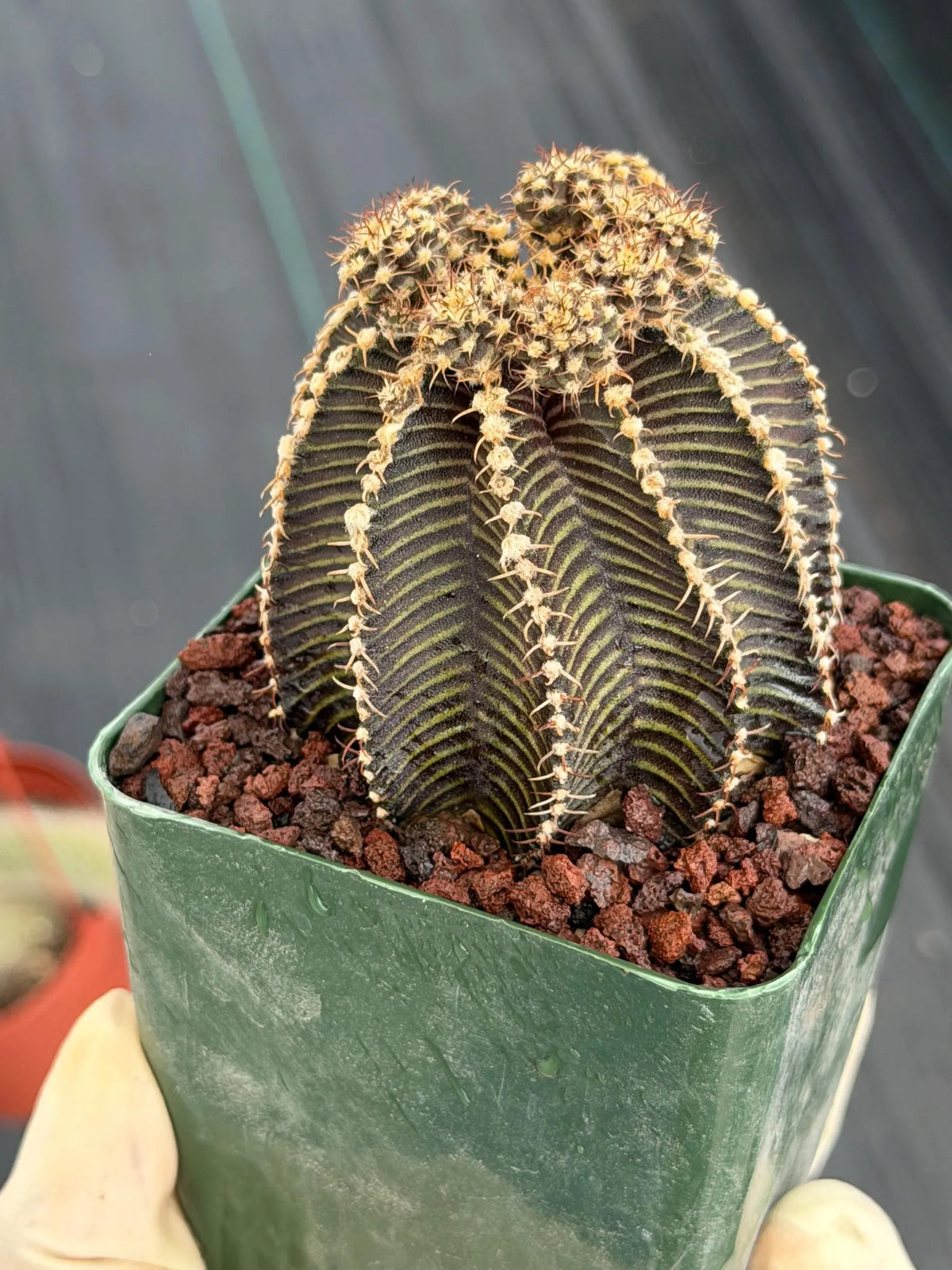 3.25” Gymnocalycium R9001 w/pups Tall Form #995 | Live Cactus | Live Plant