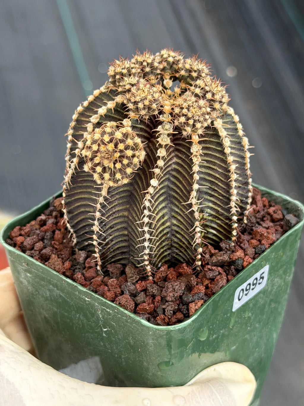 3.25” Gymnocalycium R9001 w/pups Tall Form #995 | Live Cactus | Live Plant