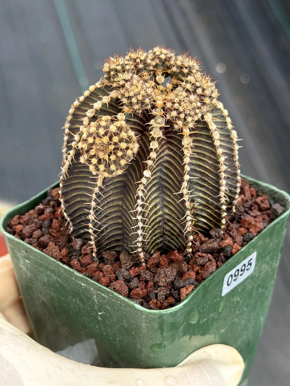 3.25” Gymnocalycium R9001 w/pups Tall Form #995 | Live Cactus | Live Plant
