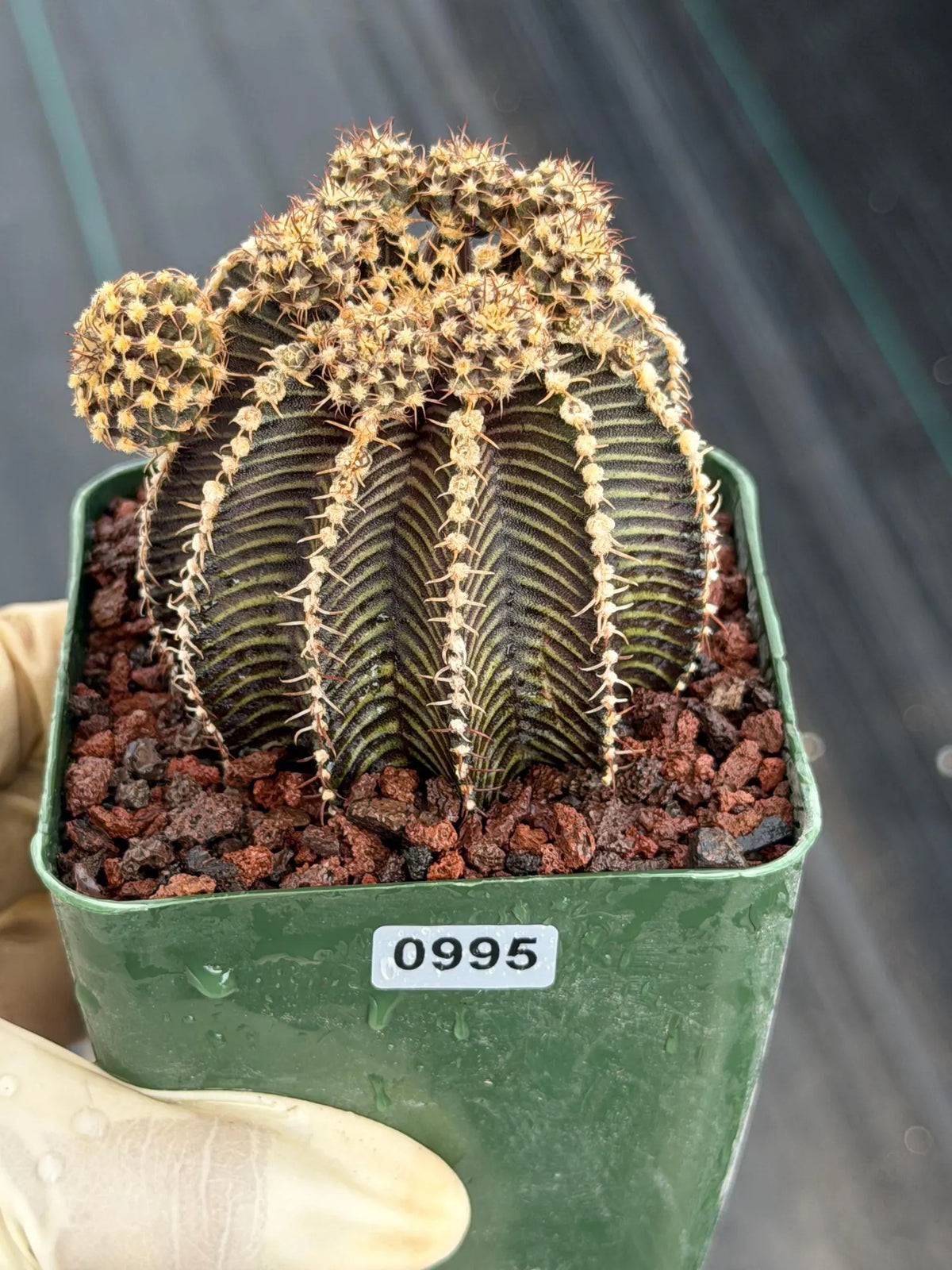 3.25” Gymnocalycium R9001 w/pups Tall Form #995 | Live Cactus | Live Plant