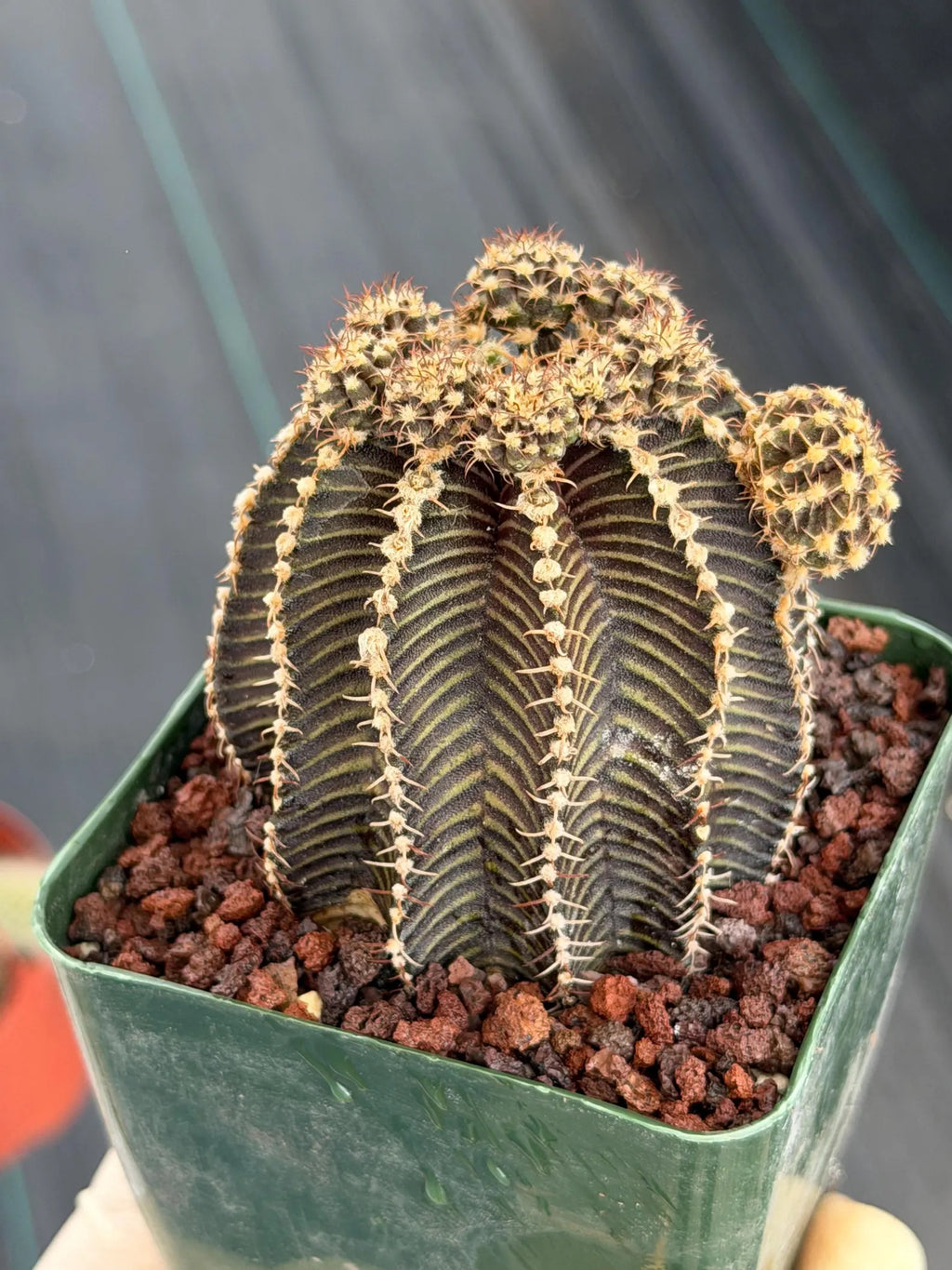 3.25” Gymnocalycium R9001 w/pups Tall Form #995 | Live Cactus | Live Plant