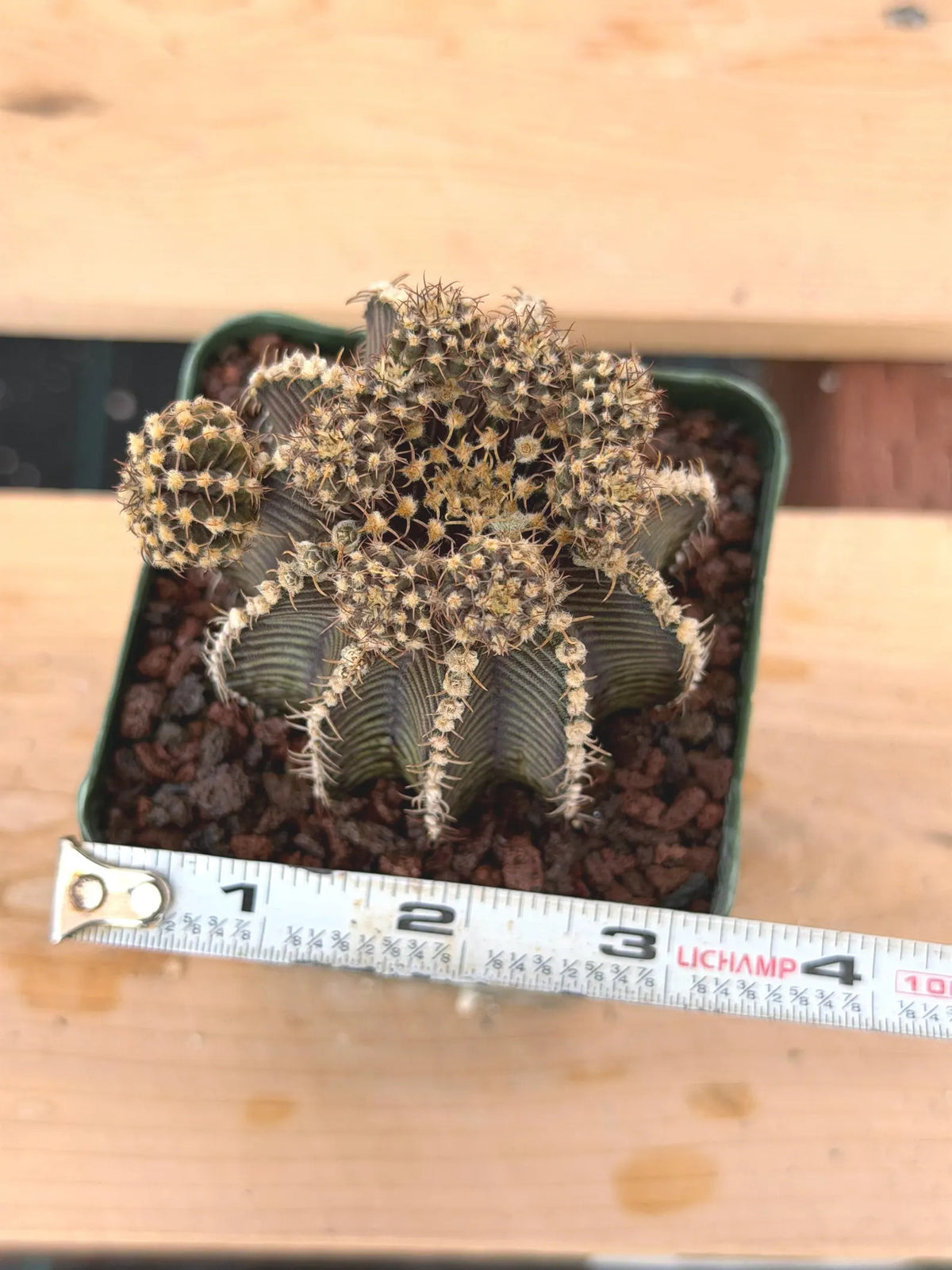 3.25” Gymnocalycium R9001 w/pups Tall Form #995 | Live Cactus | Live Plant