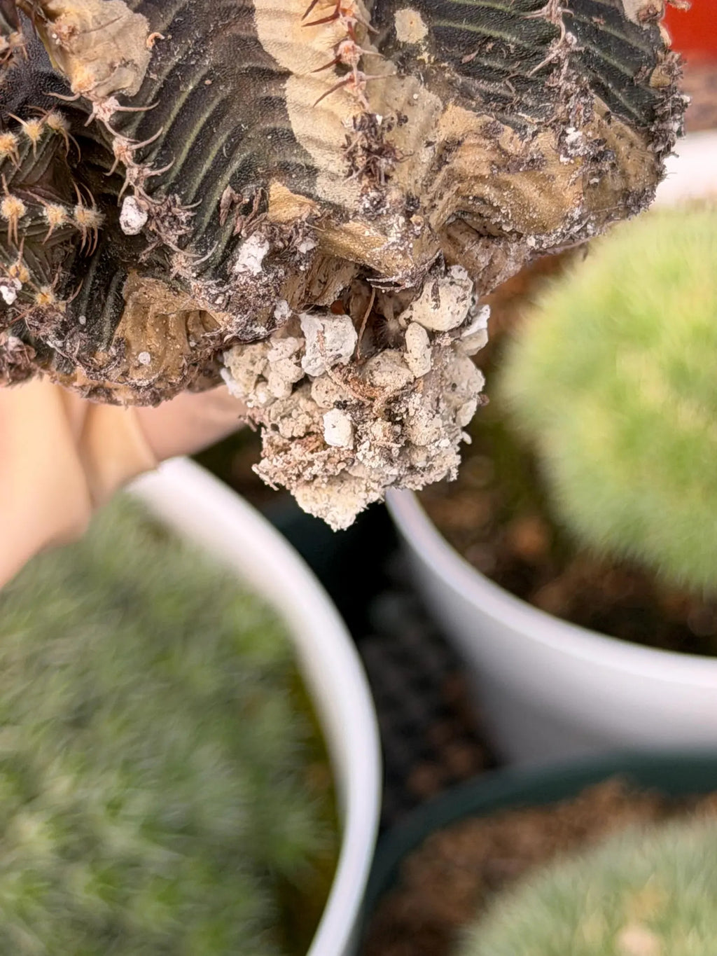 3.25” Gymnocalycium R9001 w/pups Tall Form #995 | Live Cactus | Live Plant