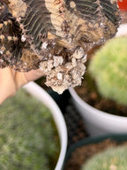 3.25” Gymnocalycium R9001 w/pups Tall Form #995 | Live Cactus | Live Plant