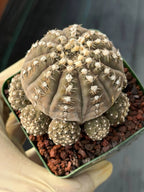 3.5” Gymnocalycium Ragonesei Cluster #502 | Squid Form | Live Cactus | Live Plant