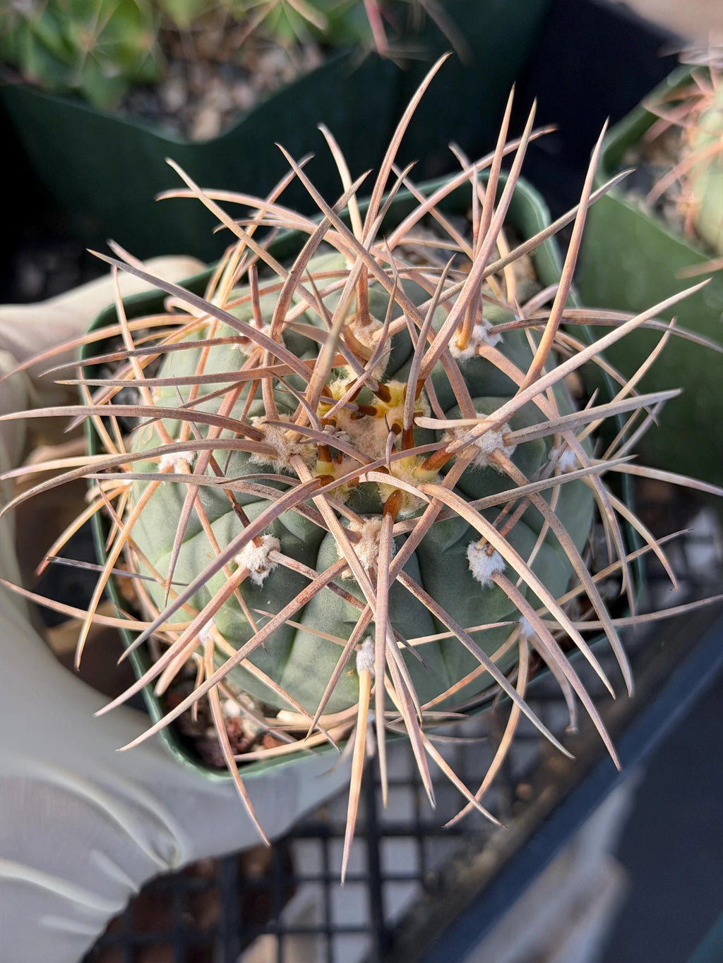 3.5” Gymnocalycium Spegazzinii | Nice Spine Gymnocalicoum Cactus , Easy care Cactus, for Plant Lover Gift