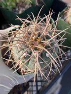 3.5” Gymnocalycium Spegazzinii | Nice Spine Gymnocalicoum Cactus , Easy care Cactus, for Plant Lover Gift