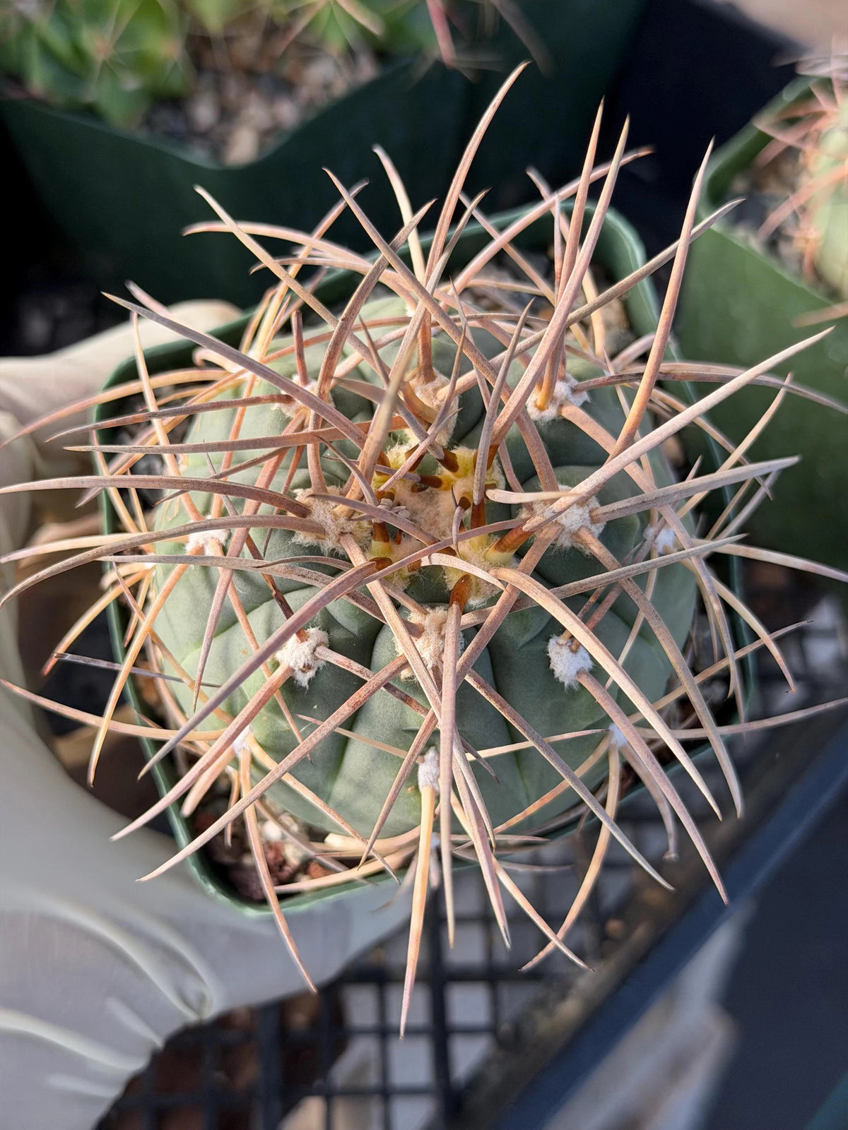 3.5” Gymnocalycium Spegazzinii | Nice Spine Gymnocalicoum Cactus , Easy care Cactus, for Plant Lover Gift