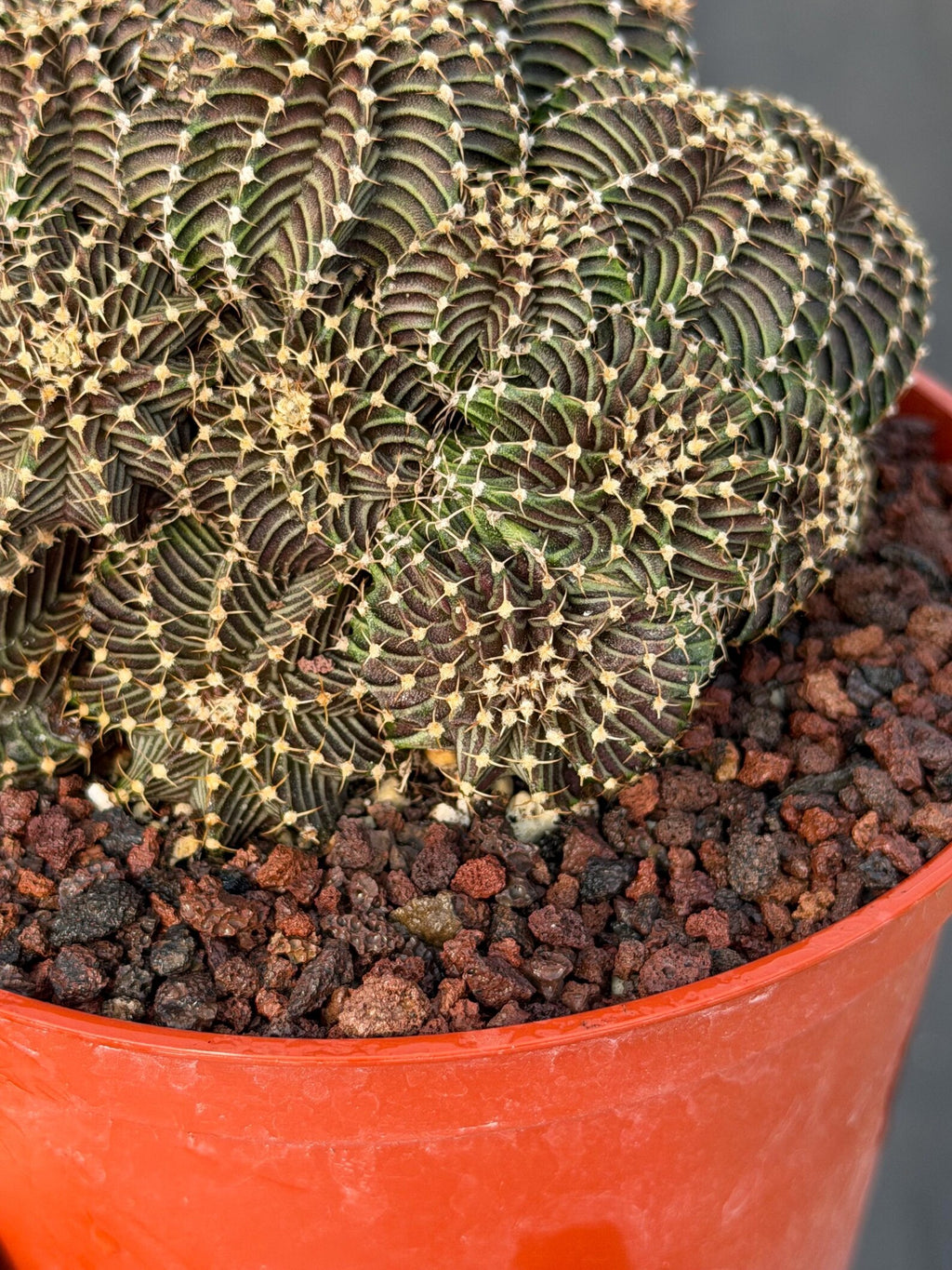 6” Gymnocalycium R9001 Cluster | Live Cactus | Live Plant #1042