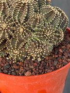 6” Gymnocalycium R9001 Cluster | Live Cactus | Live Plant #1042