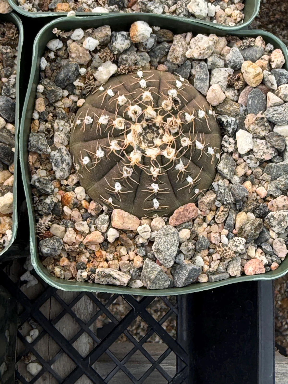 3.5” Gymnocalycium Ragonesei Seed Grown | White Ribs Form | Live Cactus | Live Plant