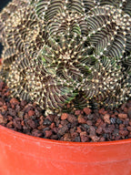 6” Gymnocalycium R9001 Cluster | Live Cactus | Live Plant #1042