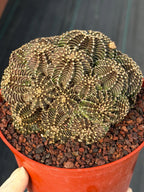 6” Gymnocalycium R9001 Cluster | Live Cactus | Live Plant #1042