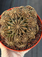 6” Gymnocalycium R9001 Cluster | Live Cactus | Live Plant #1042