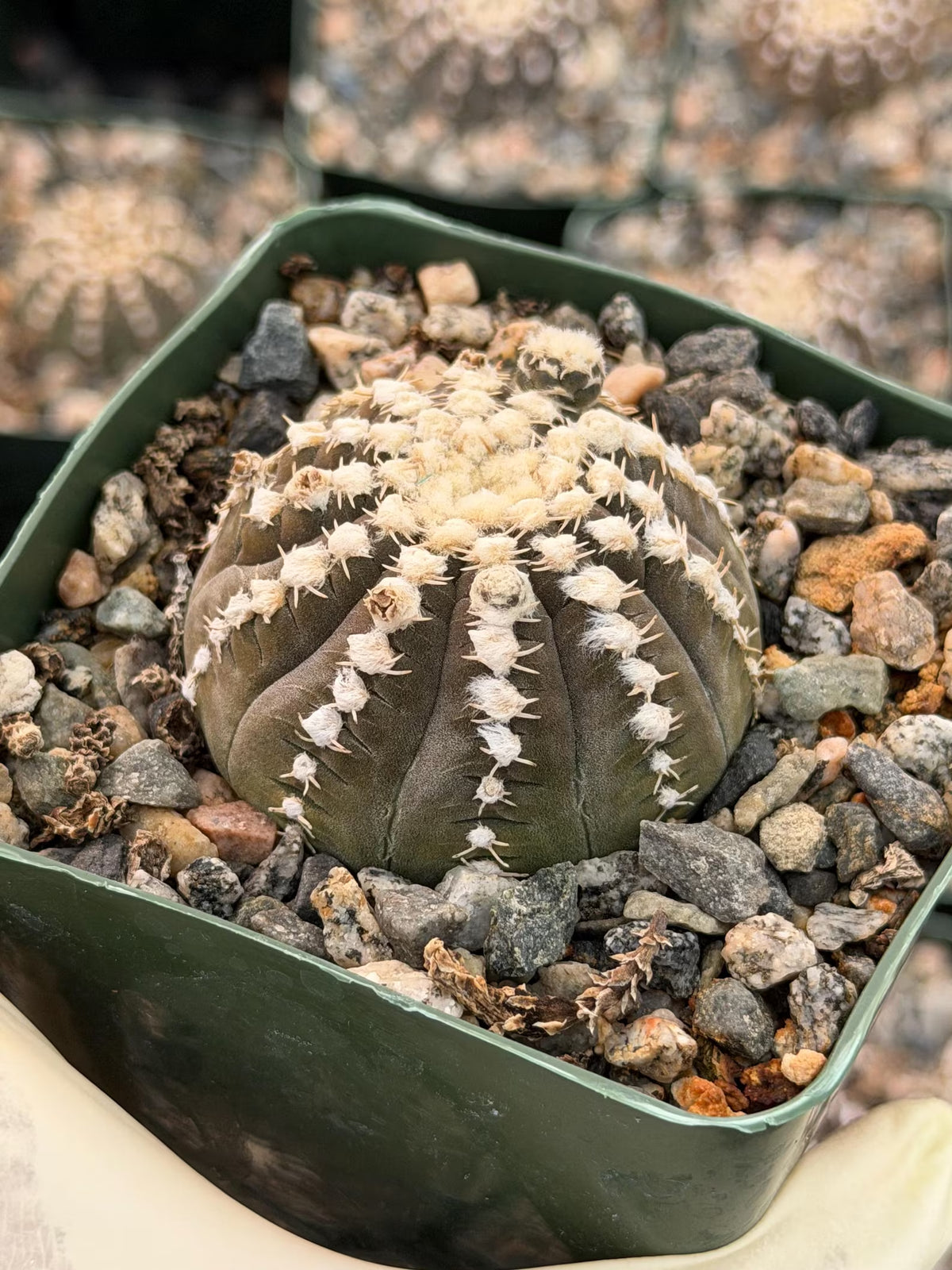 3.5” Gymnocalycium Ragonesei Seed Grown | White Ribs Form | Live Cactus | Live Plant