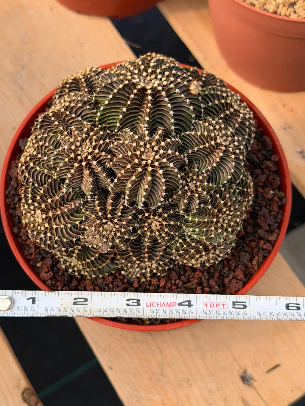 6” Gymnocalycium R9001 Cluster | Live Cactus | Live Plant #1042