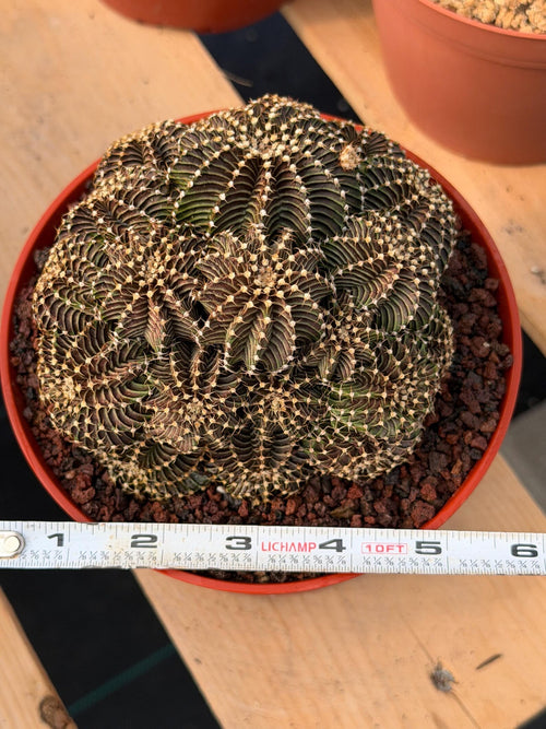 6” Gymnocalycium R9001 Cluster | Live Cactus | Live Plant #1042