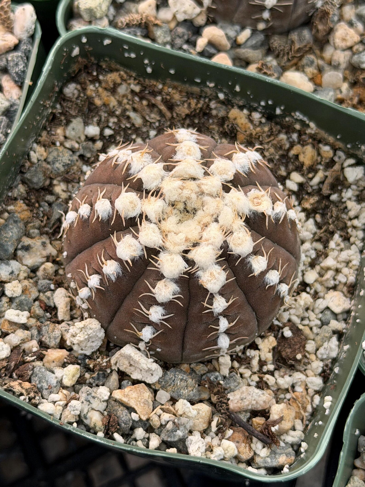 3.5” Gymnocalycium Ragonesei Seed Grown | White Ribs Form | Live Cactus | Live Plant