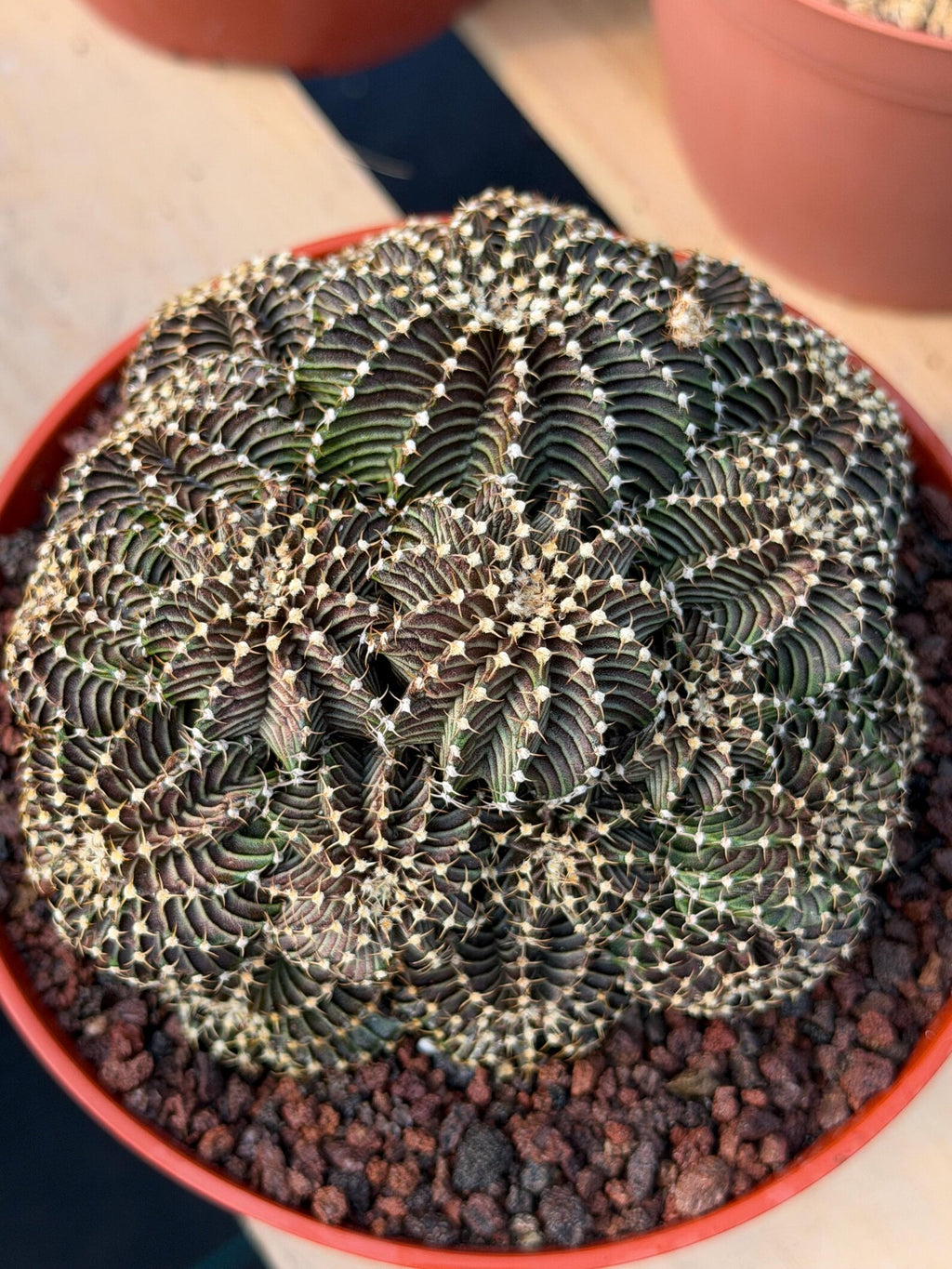 6” Gymnocalycium R9001 Cluster | Live Cactus | Live Plant #1042
