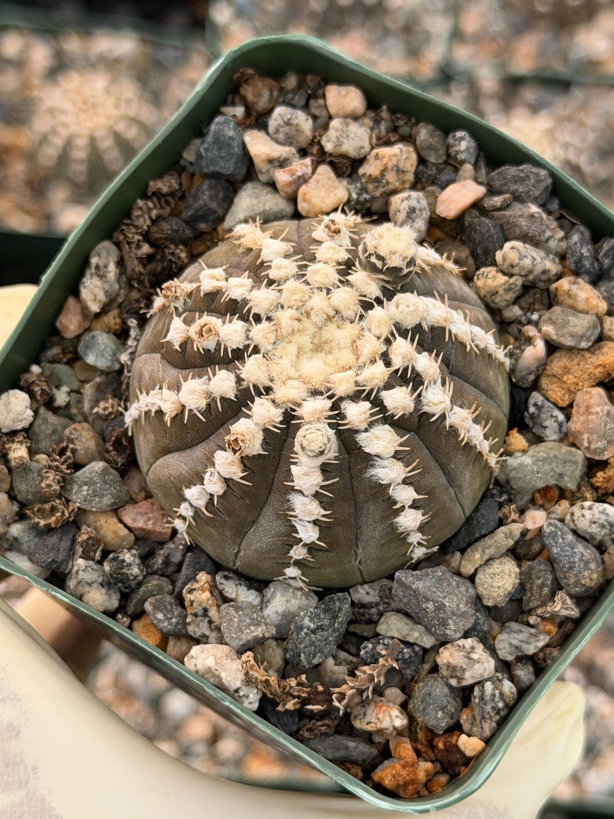 3.5” Gymnocalycium Ragonesei Seed Grown | White Ribs Form | Live Cactus | Live Plant