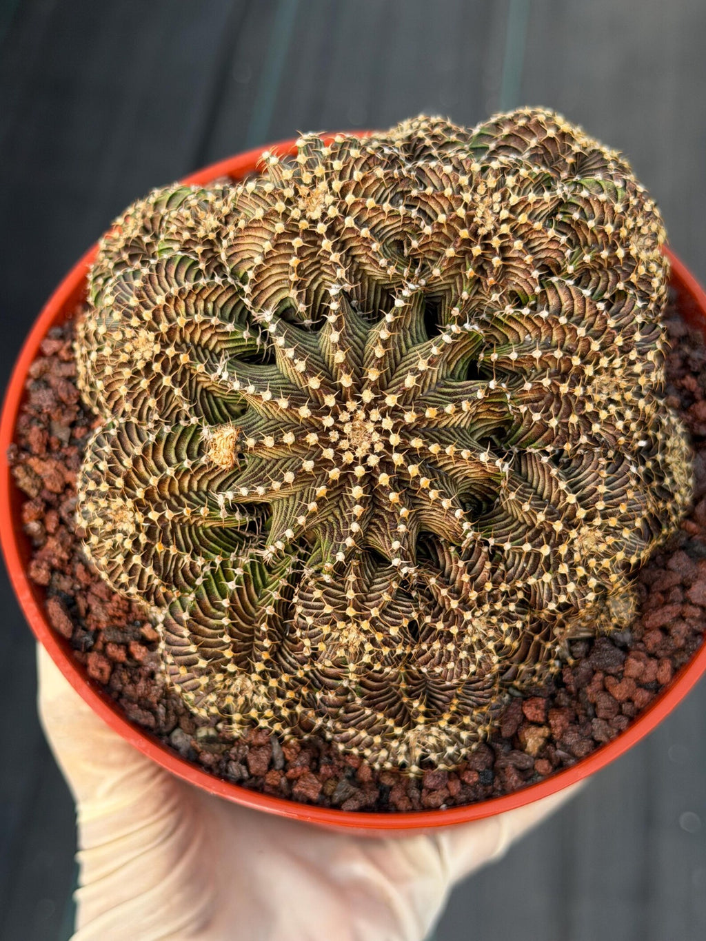6” Gymnocalycium R9001 Cluster | Live Cactus | Live Plant #1042