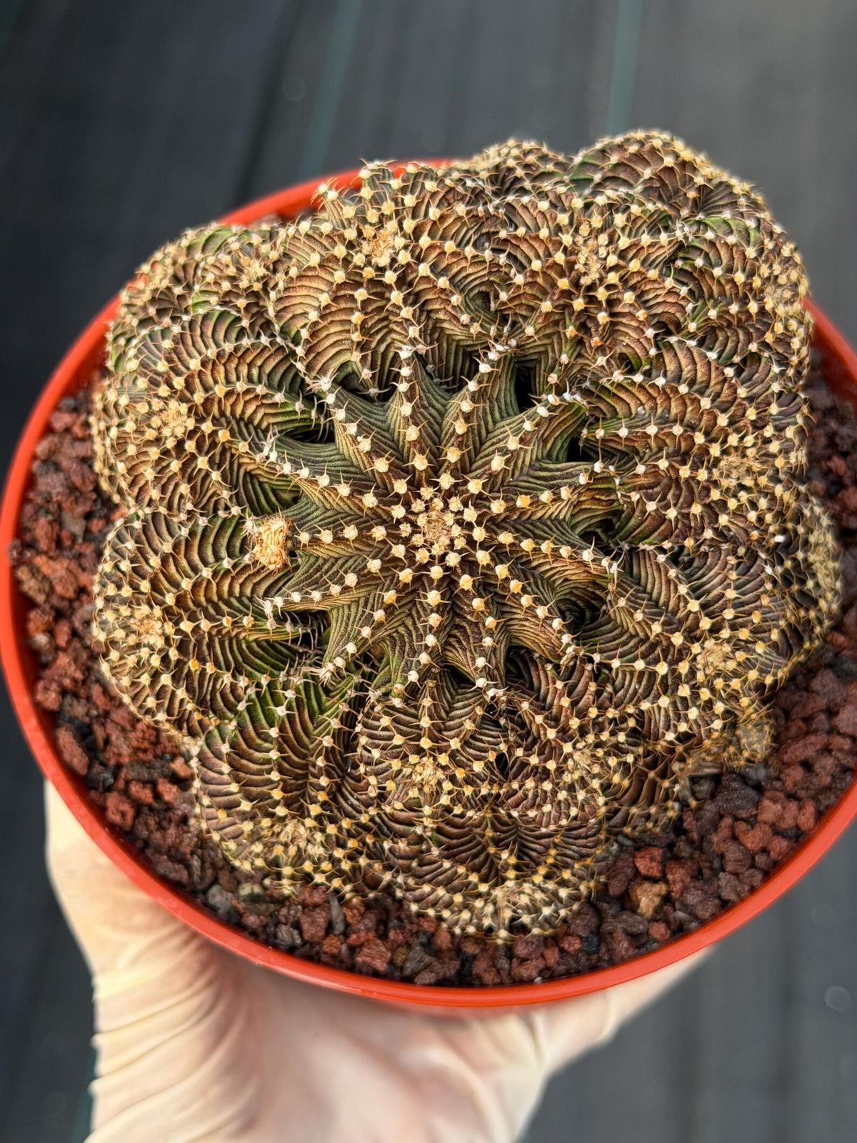 6” Gymnocalycium R9001 Cluster | Live Cactus | Live Plant #1042