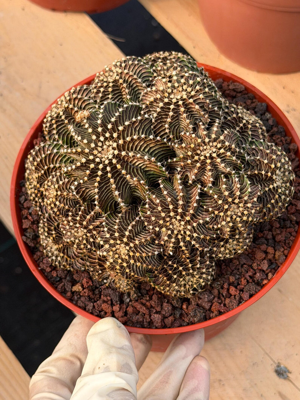 6” Gymnocalycium R9001 Cluster | Live Cactus | Live Plant #1042