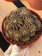 6” Gymnocalycium R9001 Cluster | Live Cactus | Live Plant #1042