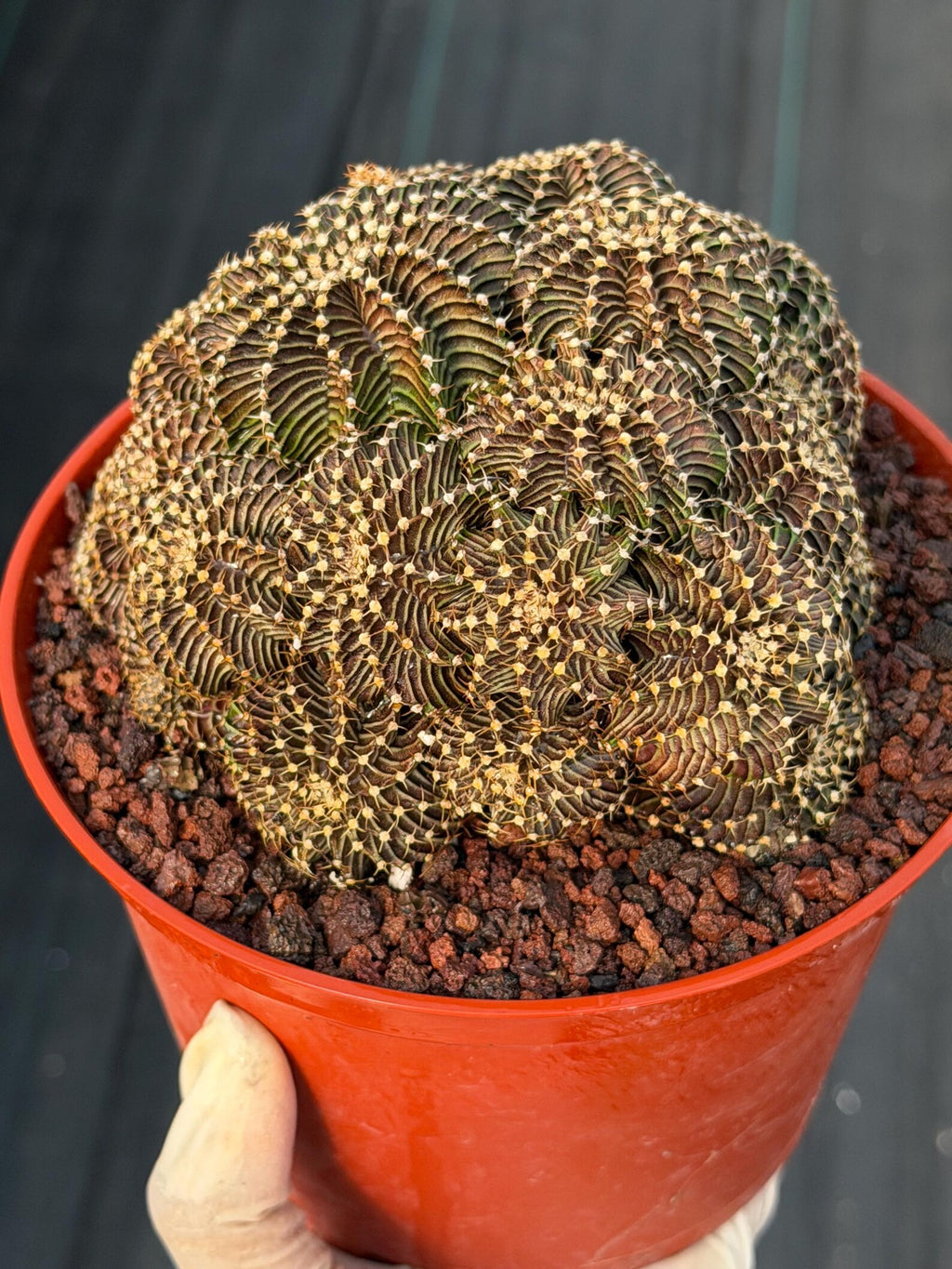 6” Gymnocalycium R9001 Cluster | Live Cactus | Live Plant #1042