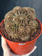 6” Gymnocalycium R9001 Cluster | Live Cactus | Live Plant #1042