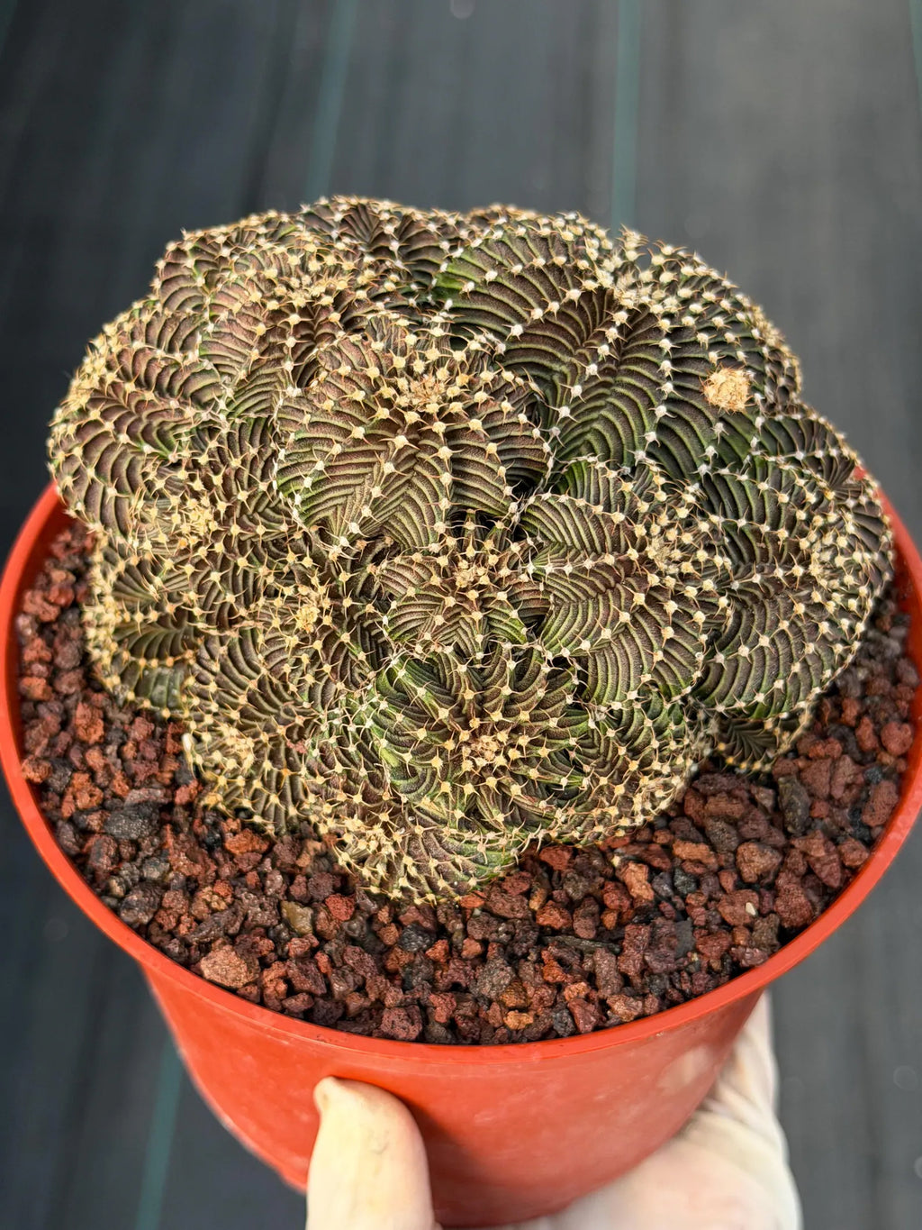 6” Gymnocalycium R9001 Cluster | Live Cactus | Live Plant #1042