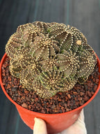 6” Gymnocalycium R9001 Cluster | Live Cactus | Live Plant #1042