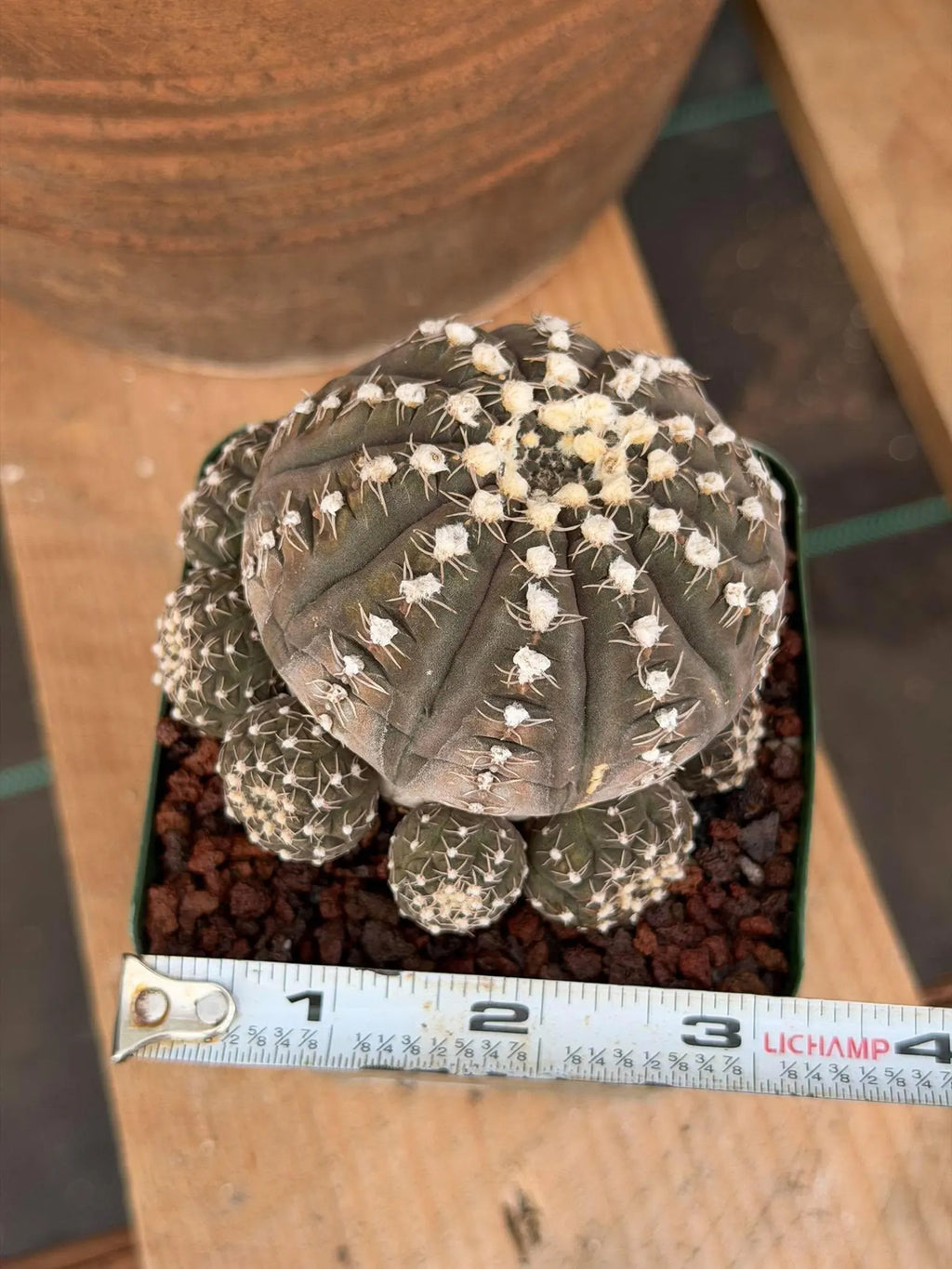 3.5” Gymnocalycium Ragonesei Cluster #502 | Squid Form | Live Cactus | Live Plant